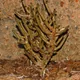 Tylecodon buchholzianus