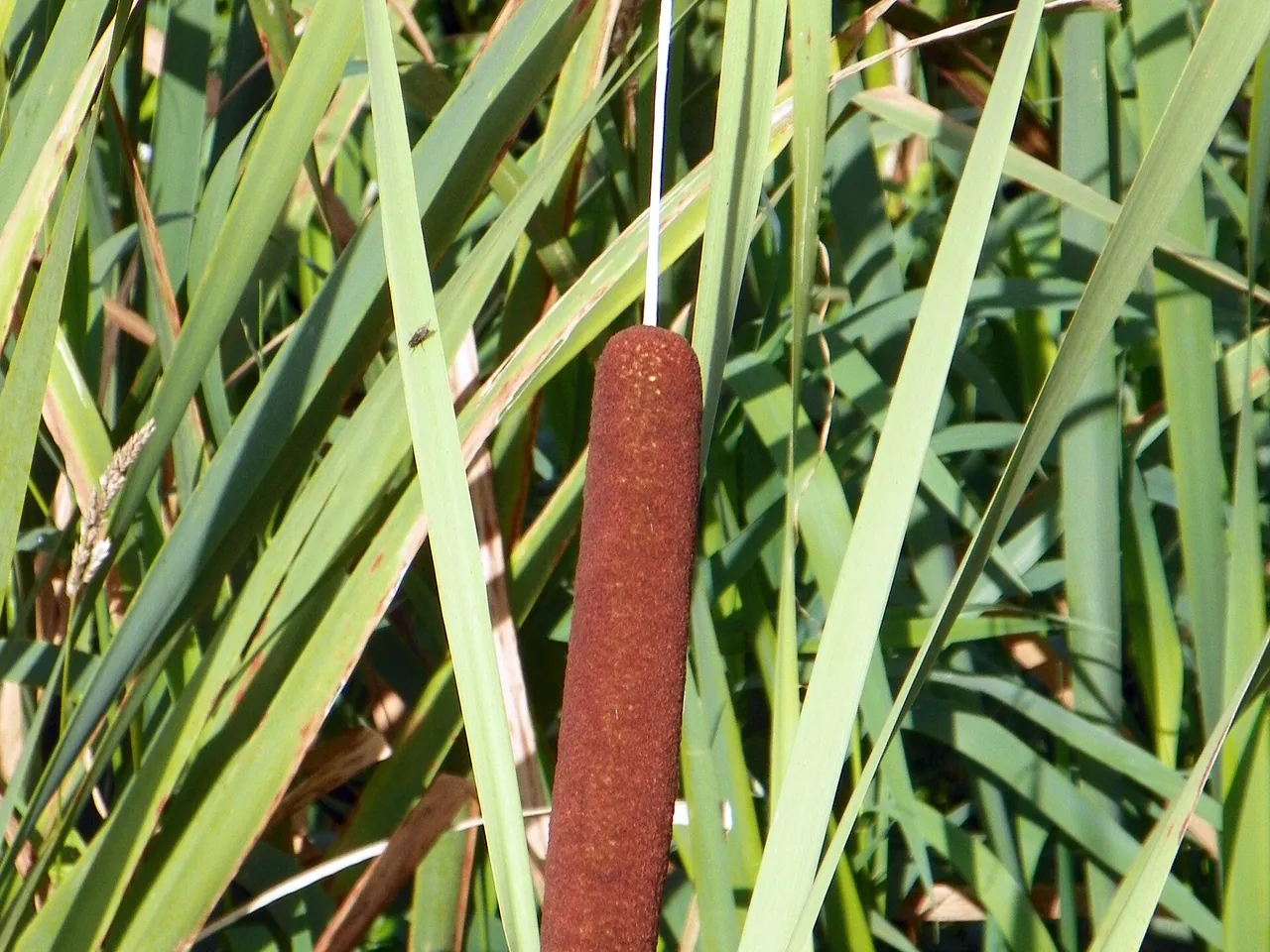 Broadleaf cattail