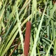Broadleaf cattail