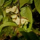 Mountain elm