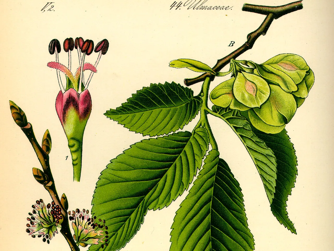 Gladde iep