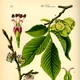 Small-leaved Elm