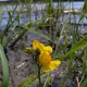 Utricularia australis