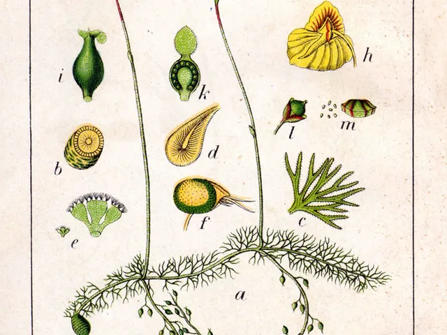 Utricularia intermedia