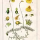 Utricularia intermedia