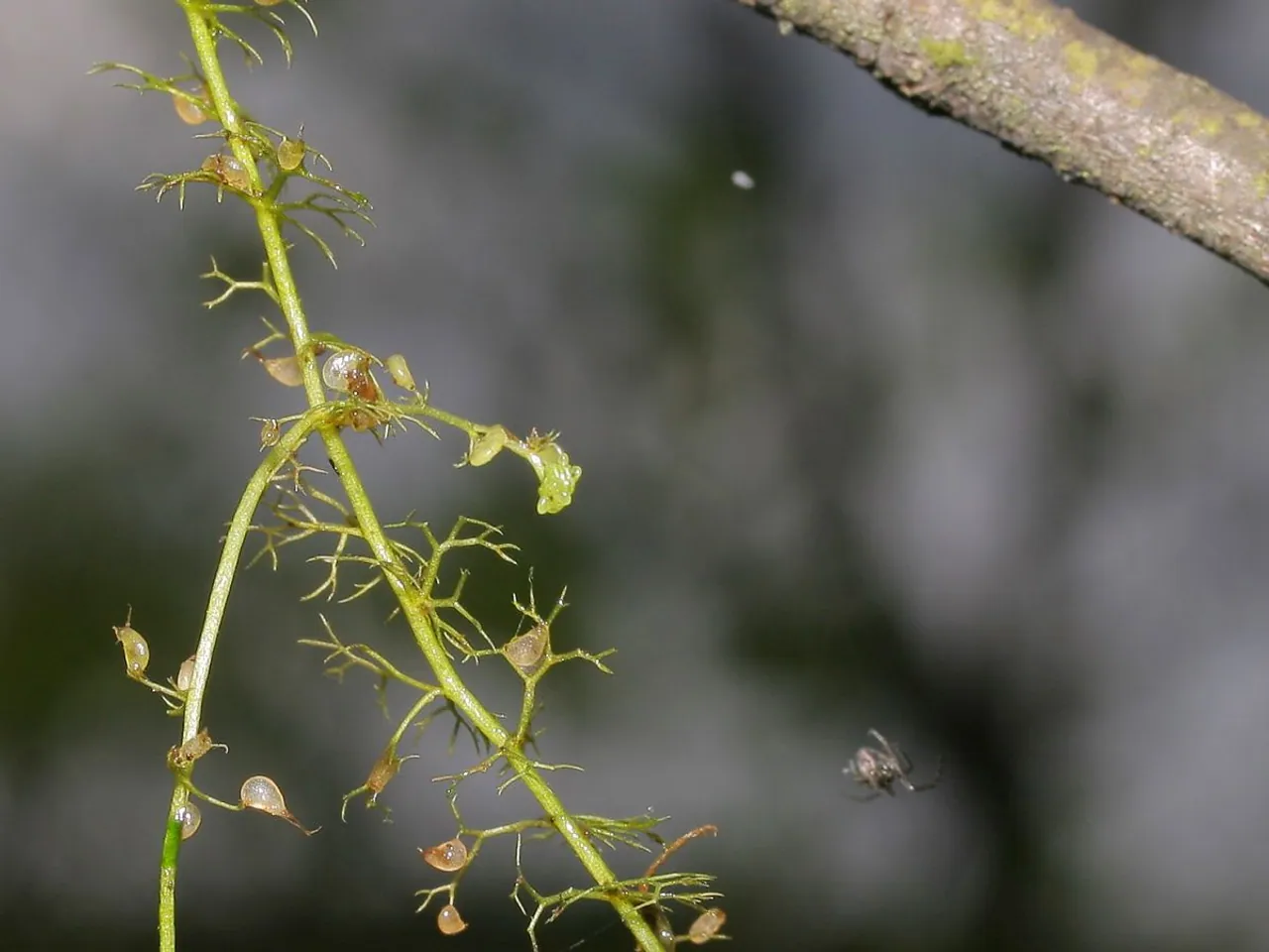 Lesser bladderwort