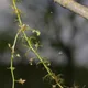 Lesser bladderwort