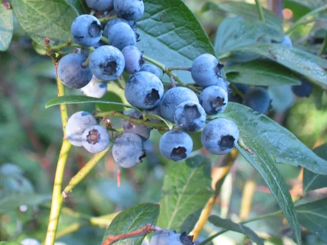 Blueberry