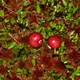 Bog cranberry
