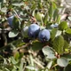 Bog bilberry
