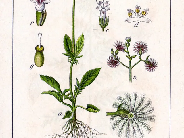 Kleine valeriaan