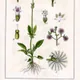Marsh valerian