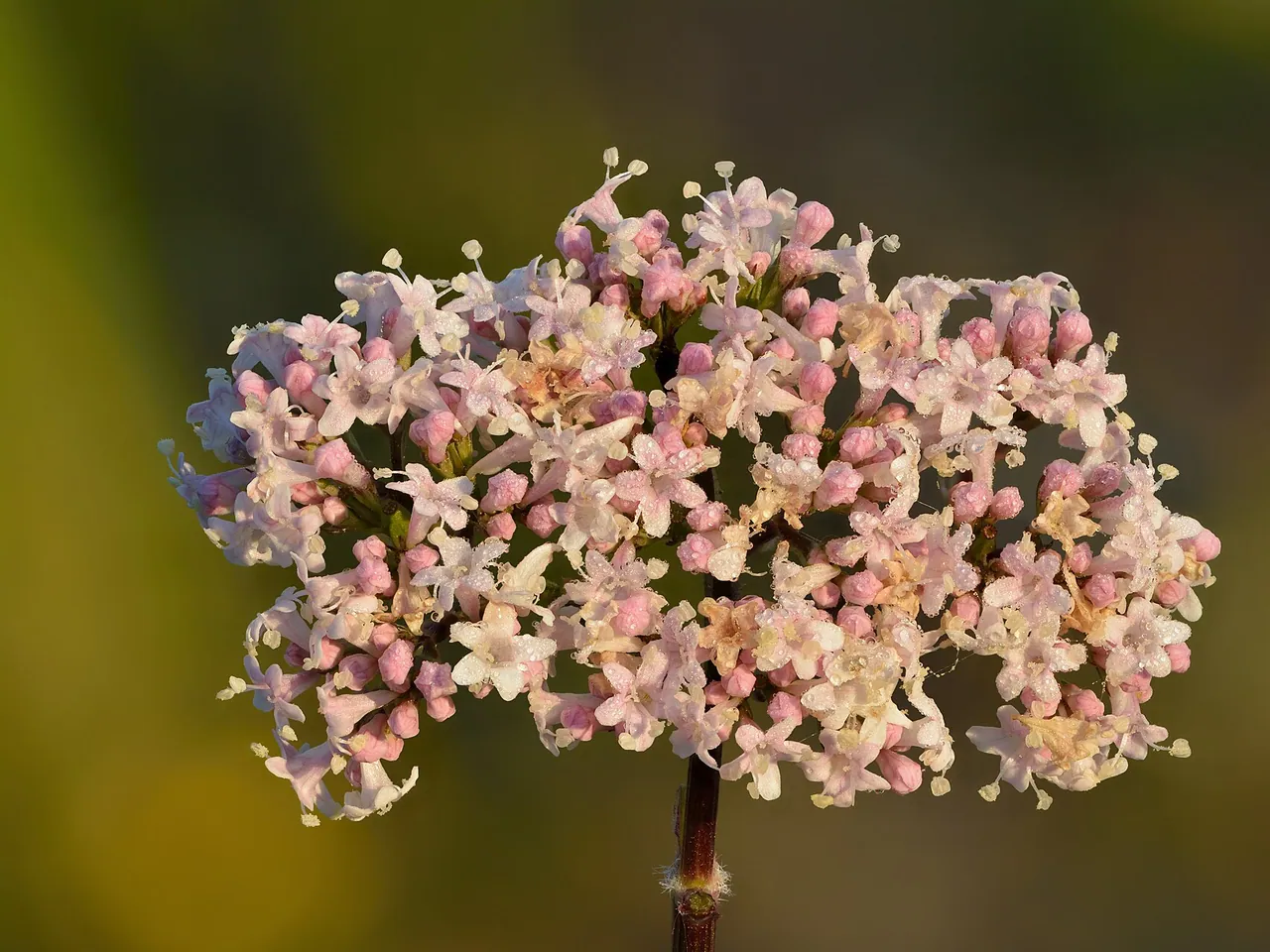 Common valerian