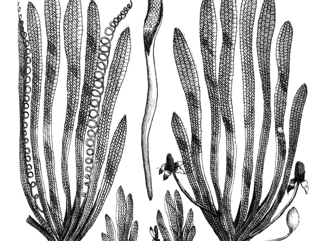 Eel grass