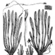 Eel grass