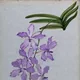 Blue Vanda