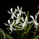 Vanda falcata