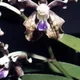 Checkered Vanda
