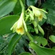 Flat leaved vanilla