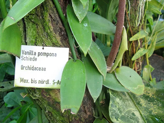 V. pompona