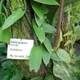 V. pompona
