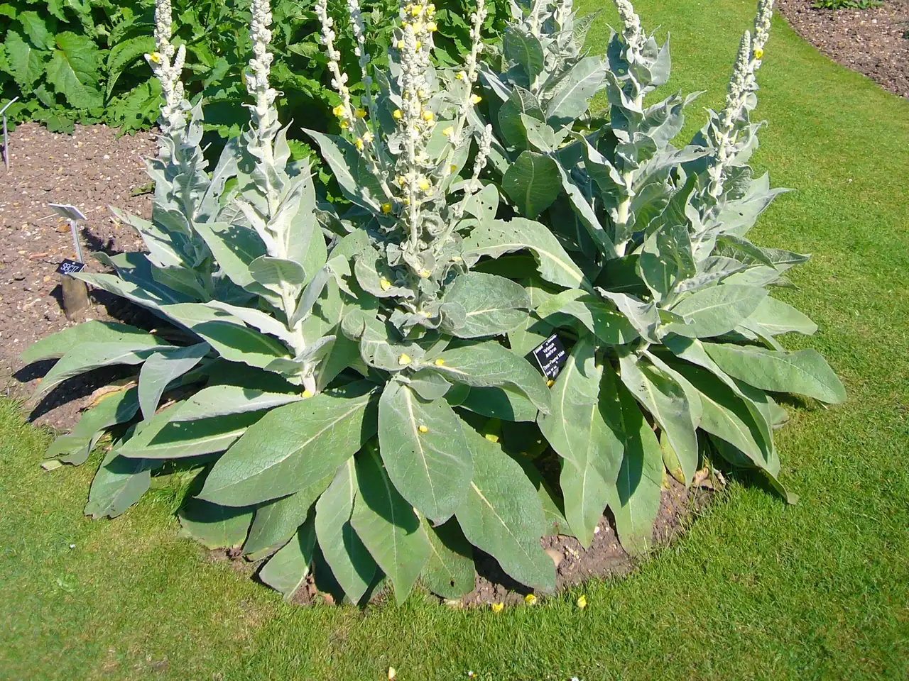 Denseflower mullein