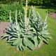 Denseflower mullein