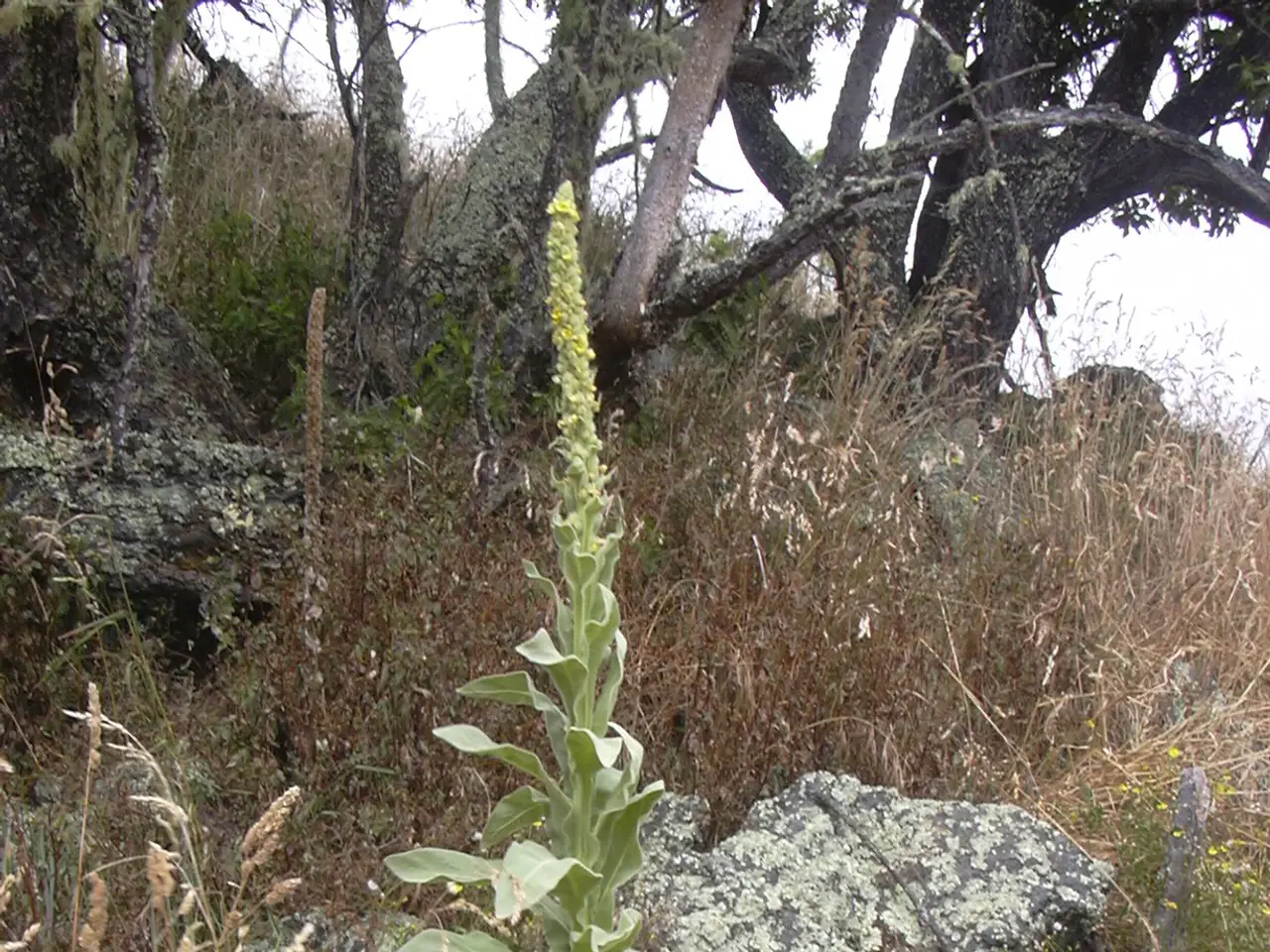 Common mullein