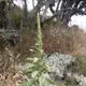 Common mullein