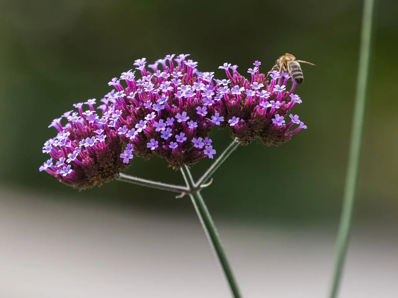 Clustertop vervain