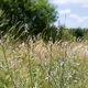 Vervain