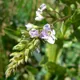 Blue water-speedwell