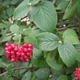 Wayfaring-tree