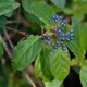 Laurustinus