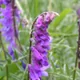 Tufted vetch