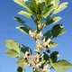 Broad bean