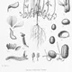 Bambara groundnut
