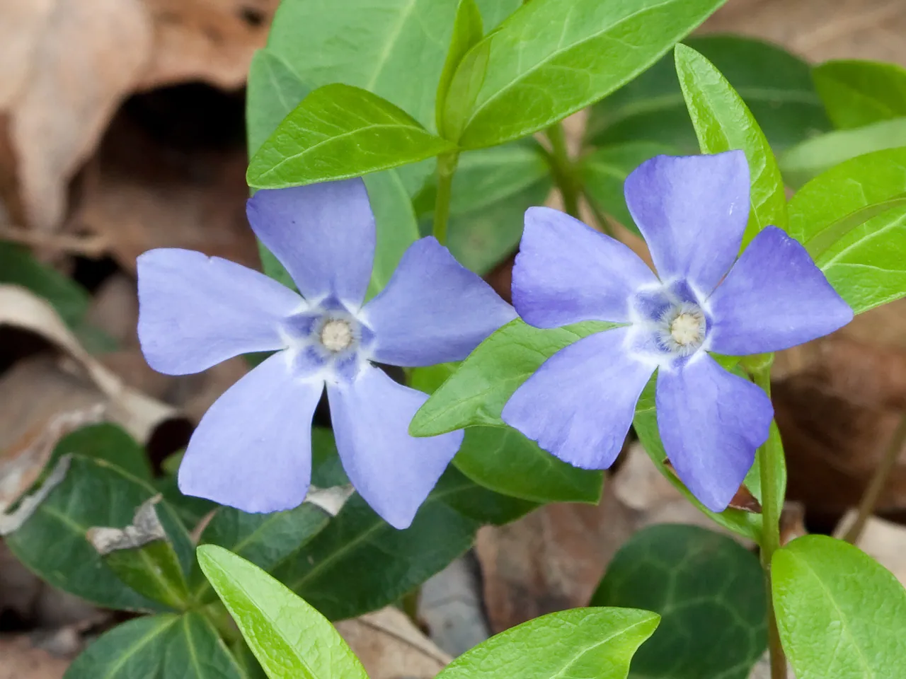 Common periwinkle
