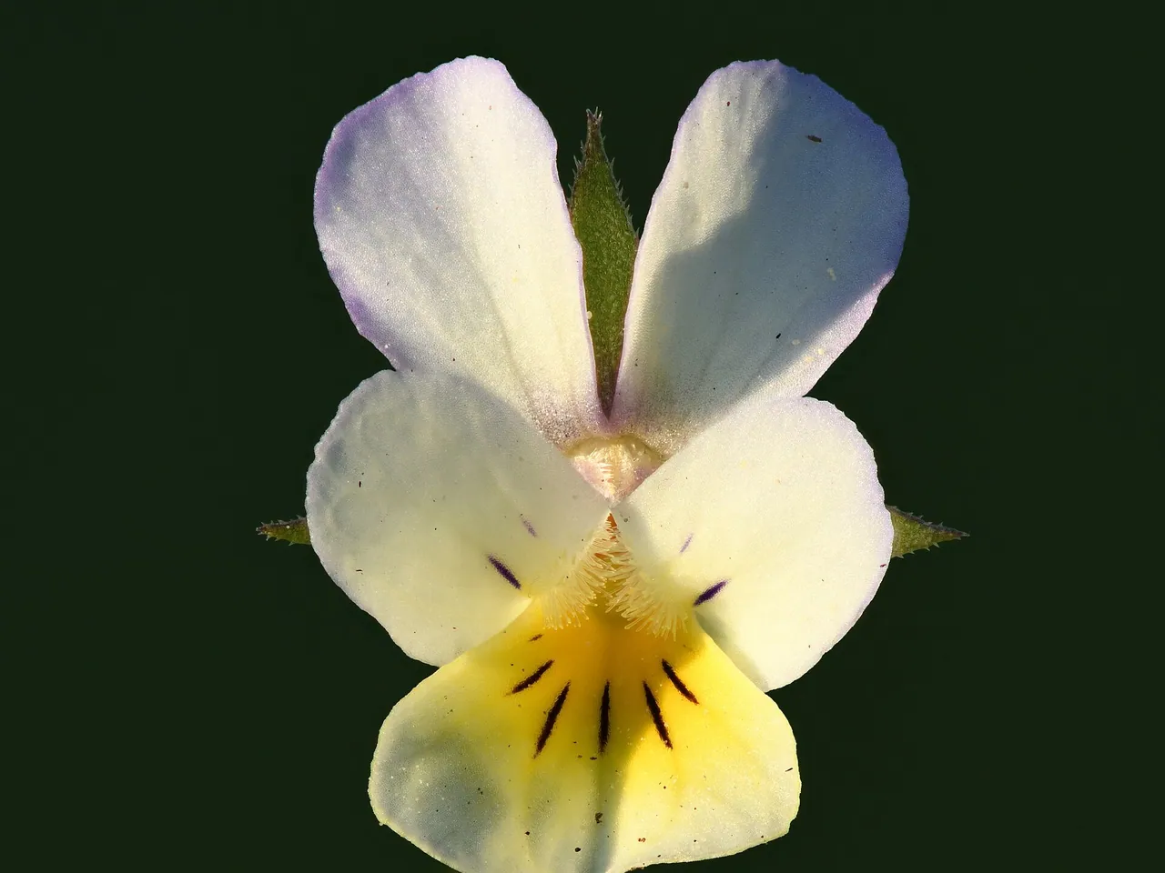 Field Pansy