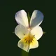 Field Pansy