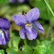 Common violet