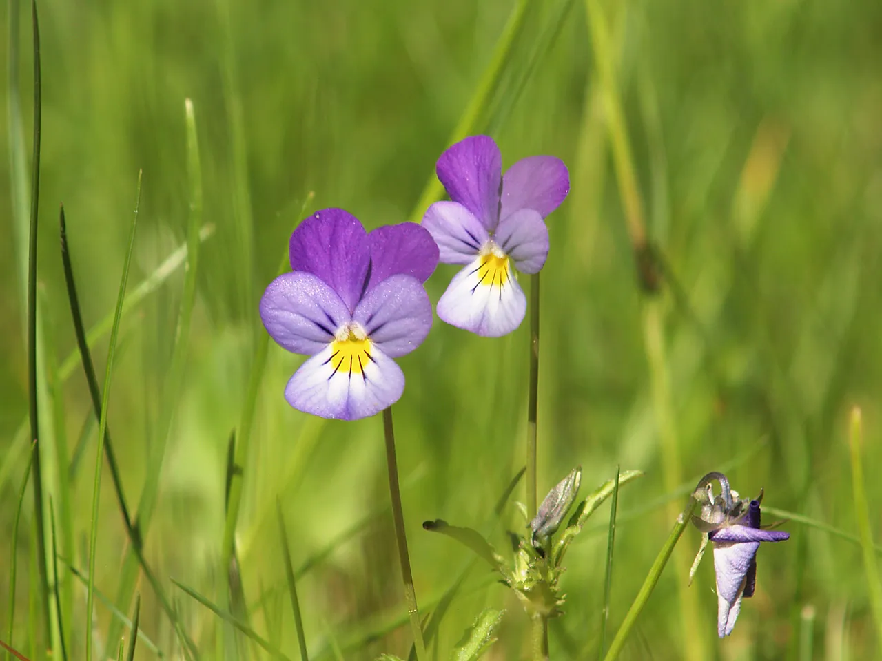 Wild pansy