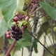 Fox grape