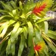 Vriesea carinata