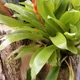 Vriesea duvaliana