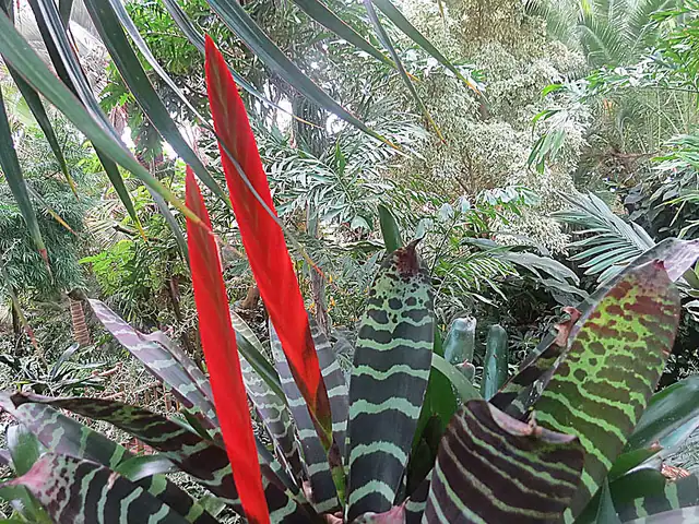 Vriesea splendens