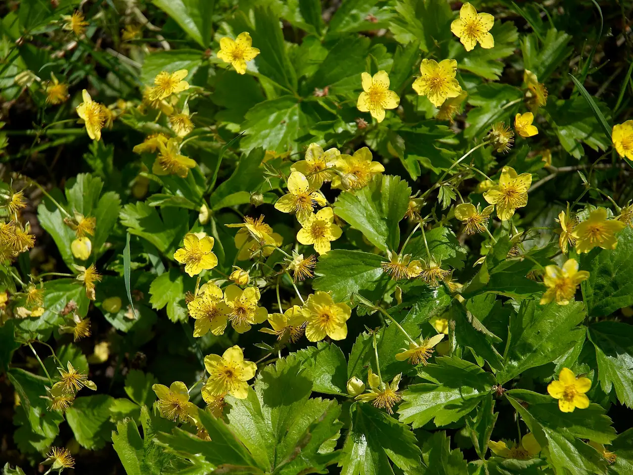 Waldsteinia ternata