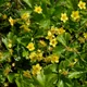 Waldsteinia ternata