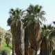 American cotton palm