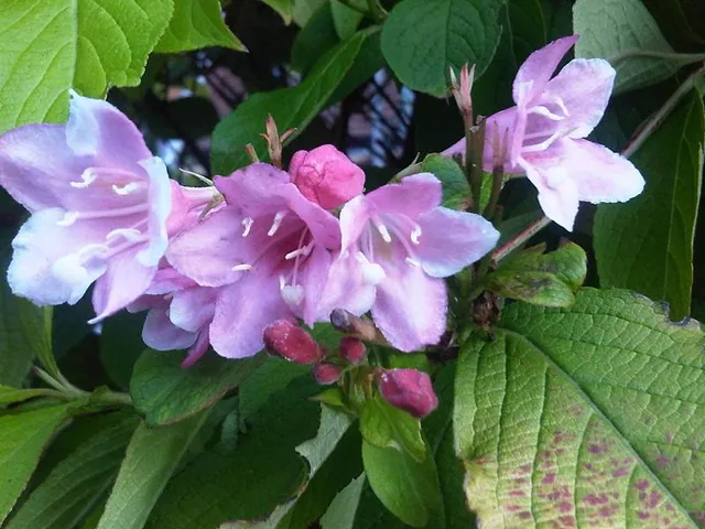 Old fashioned weigela
